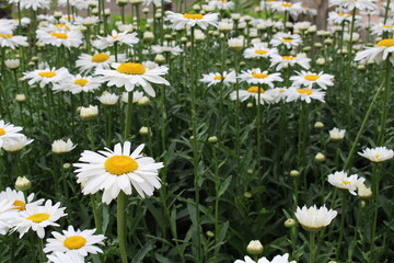 Obraz premium Chamomile (lat. Matricaria) is a genus of annual flowering plants of the Asteraceae family, including about 70 species of low, aromatic herbs. The most famous species is Matricaria chamomilla. Chamomi