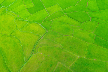 Aerial shots of green rice paddy field.