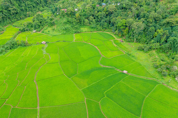 Aerial shots of rice paddy field in Sapan village of Nan province, Thailand.