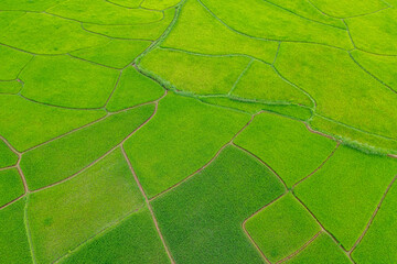 Aerial shots of green rice paddy field.