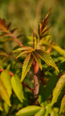 Young sumac leaves at sunset – close-up of summer foliage in warm golden light