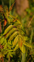Young sumac leaves at sunset – close-up of summer foliage in warm golden light