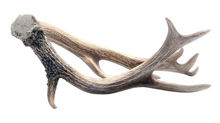 Obraz premium Isolated antler segment, rustic style, Transparent background