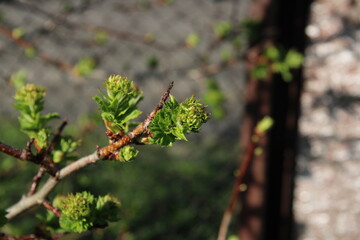 The green branch is tender and large,
