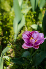 Tulips in the garden,close-up with bright colorful tulips, illuminated by the spring sun. 