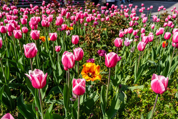 View of beautiful tulips growing in the garden. Tulip Festival 
