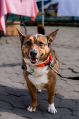Cute dog, tethered by a leash, on a walk with his owner. 