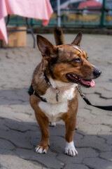 Cute dog, tethered by a leash, on a walk with his owner. 