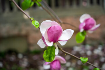 Pink magnolia. Blossom. Flower on a bunch. Magnolia of gardens on a dark background 