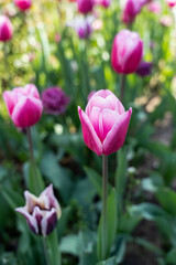 Tulips in the garden,close-up with bright colorful tulips, illuminated by the spring sun. 