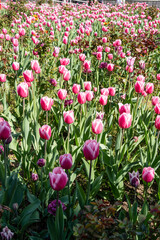 View of beautiful tulips growing in the garden. Tulip Festival 