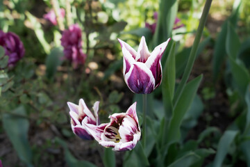 Tulips in the garden,close-up with bright colorful tulips, illuminated by the spring sun. 