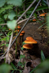 倒木に生えたキノコ