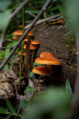 倒木に生えたキノコ