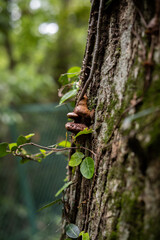 樹皮に生えた植物と菌類