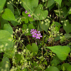 茂みの中のムラサキカタバミ
