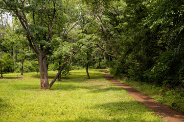 初夏の自然歩道
