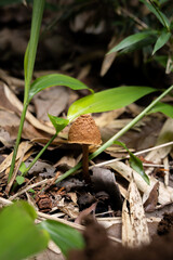 日陰に生えたキノコ