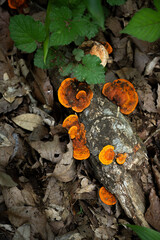 朽木に生えたヒイロタケ