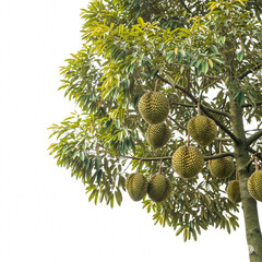 Lush Green Durian Tree with Abundant Ripe Fruit