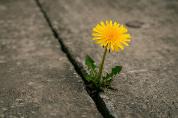 Dandelion growing through pavement
