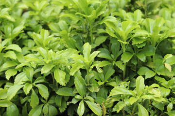 Pachysandra close-up. Pachysandra in landscape design. Nature. Summer background of nature and plants. Green plant with selective focus