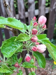 Blossom, apple tree