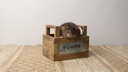 A large brown rat in a wooden box.
