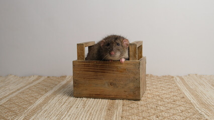 A large brown rat in a wooden box.
