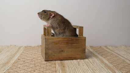 A large brown rat in a wooden box.