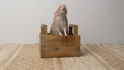A large brown rat in a wooden box.