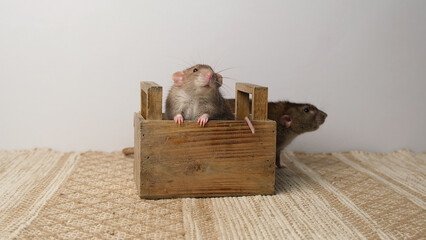 A large brown rat in a wooden box.