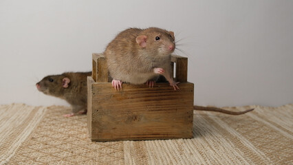 A large brown rat in a wooden box.