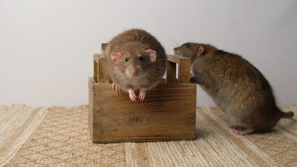 A large brown rat in a wooden box.