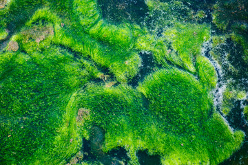 river green alga - textures and backgrounds