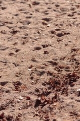 Close-up of sand on a beach, raw ecological textures of Finnish nature in fall - a rich autumn palette of earthy tones. The beauty of the Nordic forest wilderness as a serene seasonal background