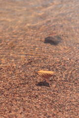 Close-up of wet sand on a beach, raw ecological textures of Finnish nature in fall - a rich autumn palette of earthy tones. The beauty of the Nordic forest wilderness as a serene seasonal background