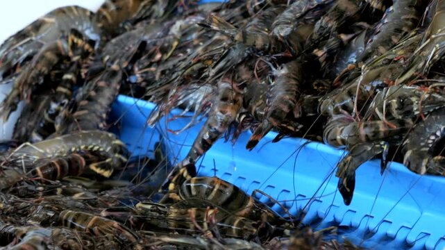 Freshly caught black king prawns slide up onto conveyor belt as a part of the processing line.