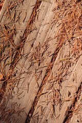 Organic patterns of plant life, raw ecological textures of Finnish nature in fall - a rich autumn palette of earthy tones. The beauty of the Nordic forest wilderness as a serene seasonal background