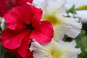 Vibrant red and white petunia blooms unfold, showcasing delicate textures and vivid colors. This...