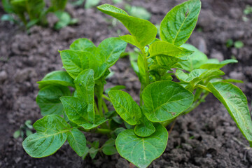 Young potato plants with vibrant green leaves emerge through dark, loose soil, showcasing the vitality of a new crop. This shot illustrates the beginning of the agricultural cycle and spring's natural