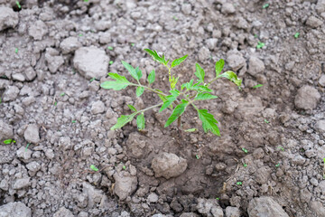 A young tomato seedling with vibrant green leaves is planted in loose, light-brown soil, with small clumps of earth visible around it. This shot symbolizes the beginning of the agricultural season and