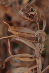 Organic patterns of plant life, raw ecological textures of Finnish nature in fall - a rich autumn palette of earthy tones. The beauty of the Nordic forest wilderness as a serene seasonal background