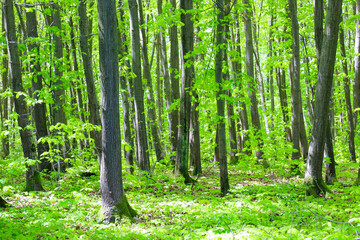 A dense forest with tall trees reaching towards the sky, covered in vibrant green vegetation on the...