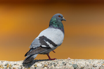 地面が熱いため片足立ちをしているカワラバト
