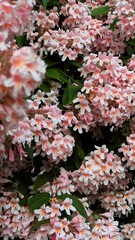 Blooming bush with dense pink-white flowers amid lush green leaves. Spring abundance and vibrancy.
