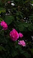Bright pink roses after rain against dark green foliage. Strong color contrast, saturation, and water droplets.