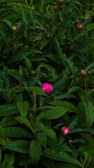 Peony buds nestled in dense green foliage. The blooming stage—nature’s quiet promise of beauty.