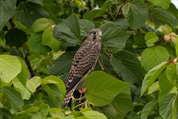 葉っぱにつかまるチョウゲンボウ