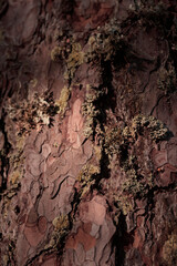 Organic patterns of plant life, raw ecological textures of Finnish nature in fall - a rich autumn palette of earthy tones. The beauty of the Nordic forest wilderness as a serene seasonal background